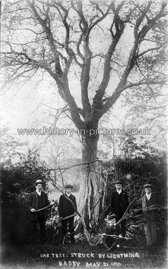 Oak Tree Struck by Lighting, Badby, Northants. May 21st 1910.